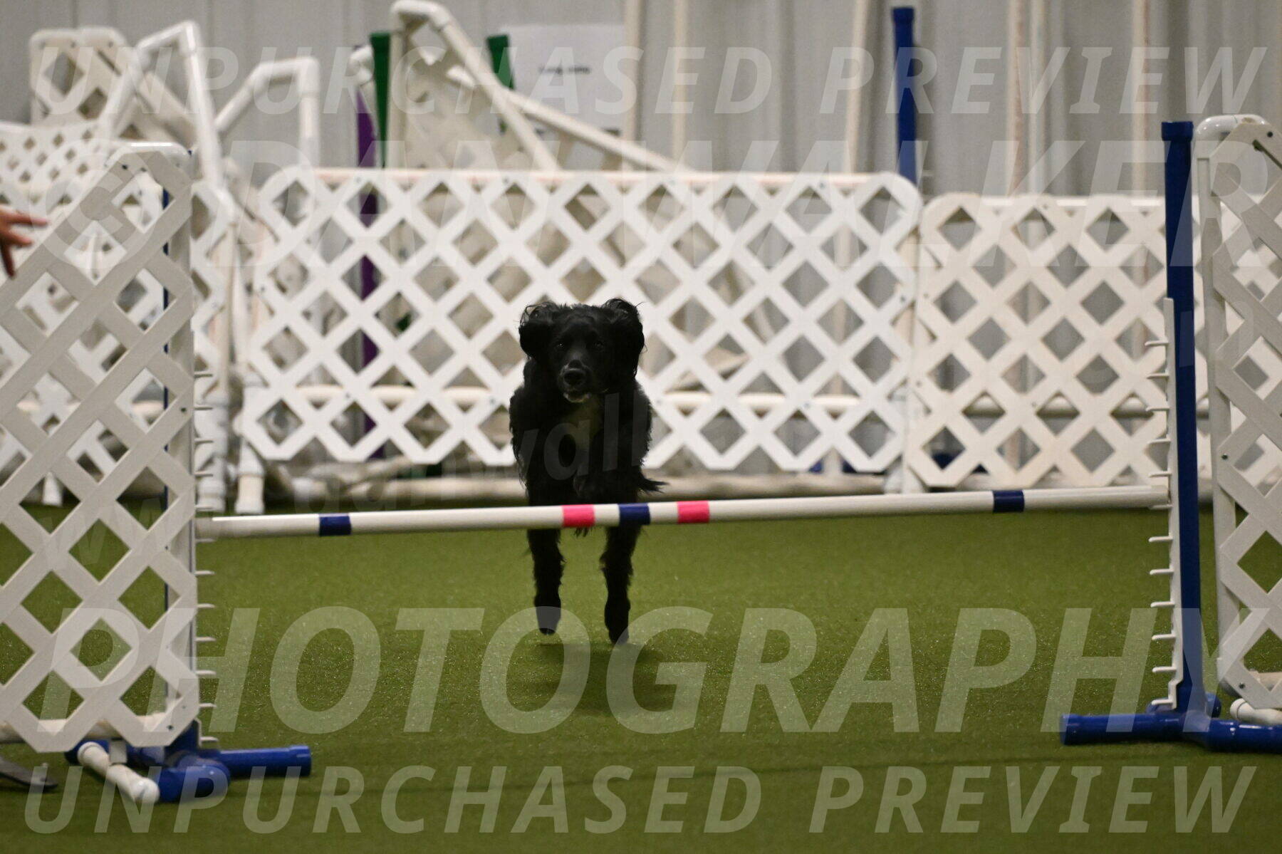 Falcon-Jessica-Murray-06232