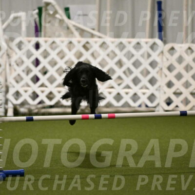 Falcon-Jessica-Murray-06233