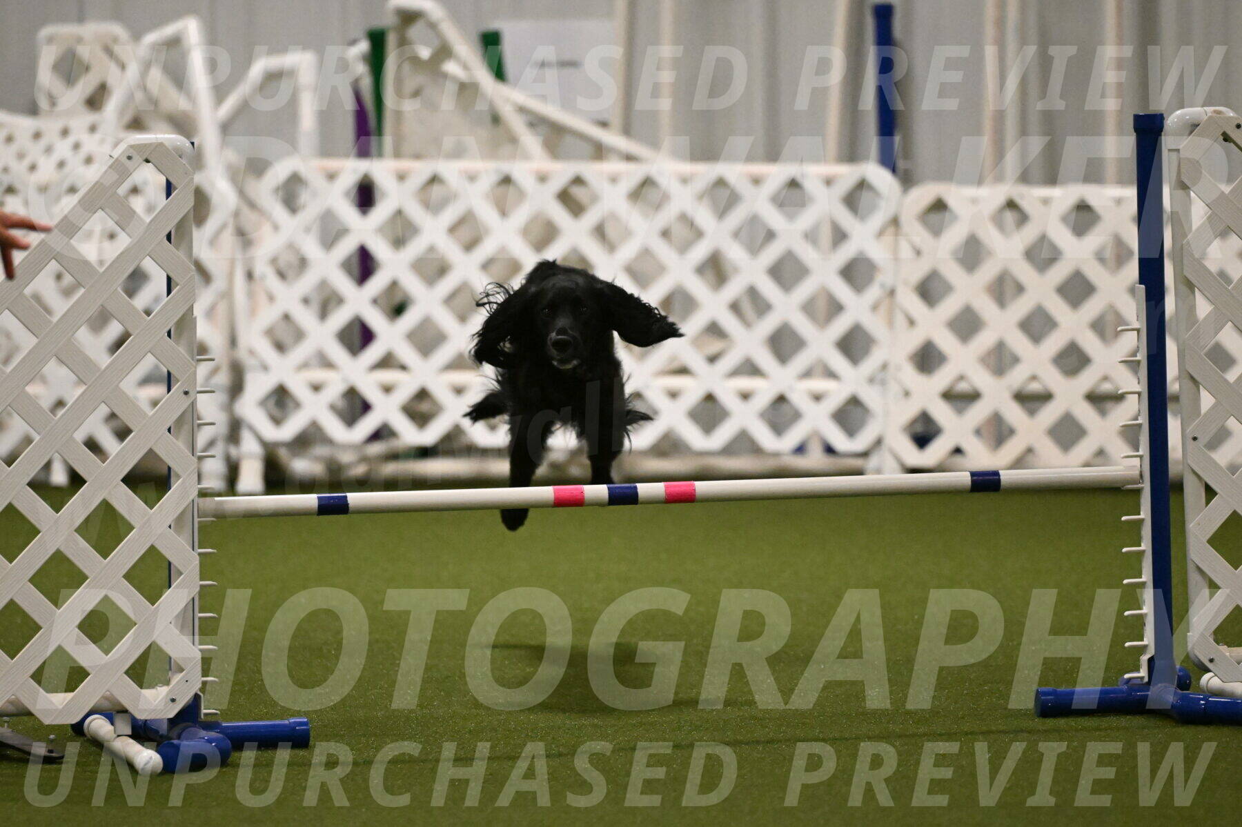 Falcon-Jessica-Murray-06233