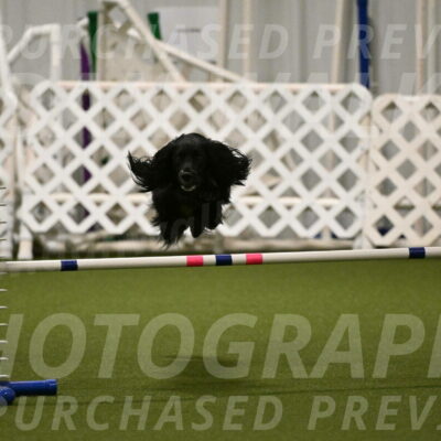 Falcon-Jessica-Murray-06234