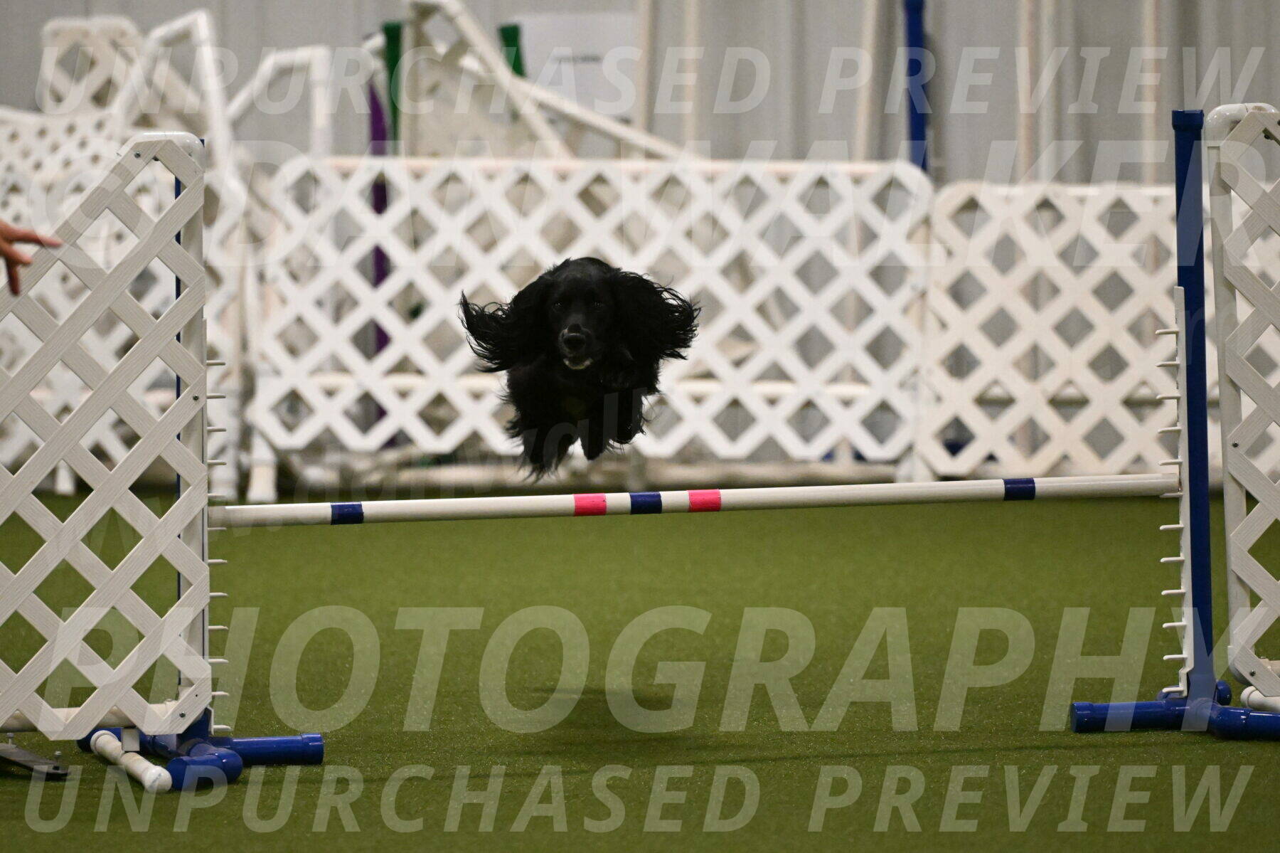 Falcon-Jessica-Murray-06234