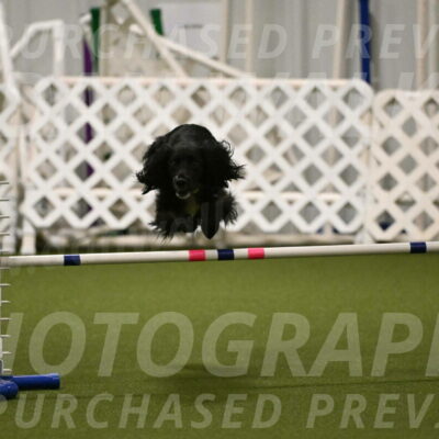 Falcon-Jessica-Murray-06235