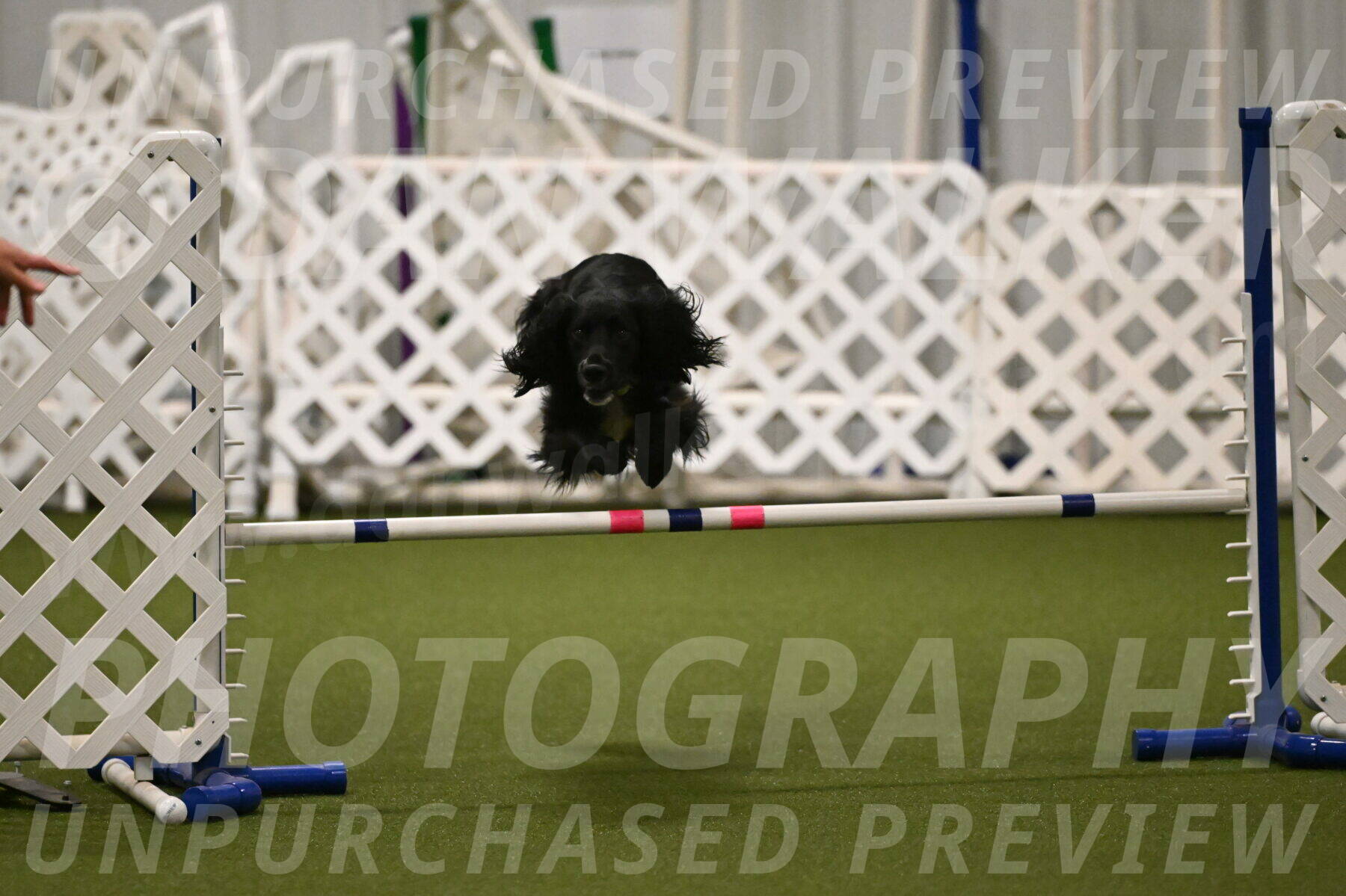 Falcon-Jessica-Murray-06235