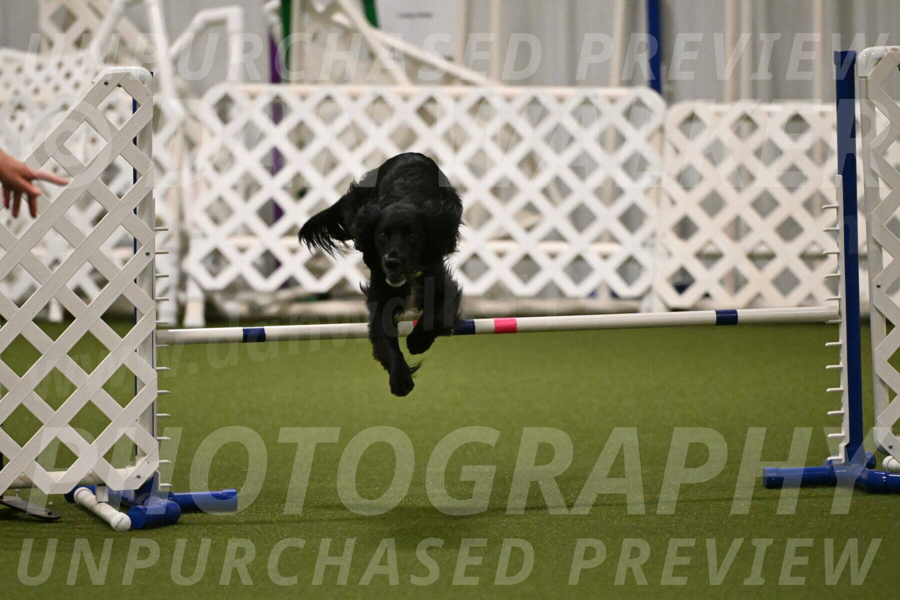 Falcon-Jessica-Murray-06236