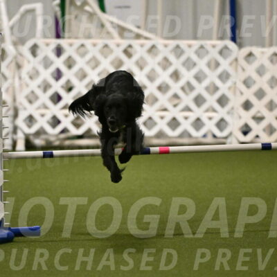 Falcon-Jessica-Murray-06236