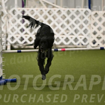 Falcon-Jessica-Murray-06237