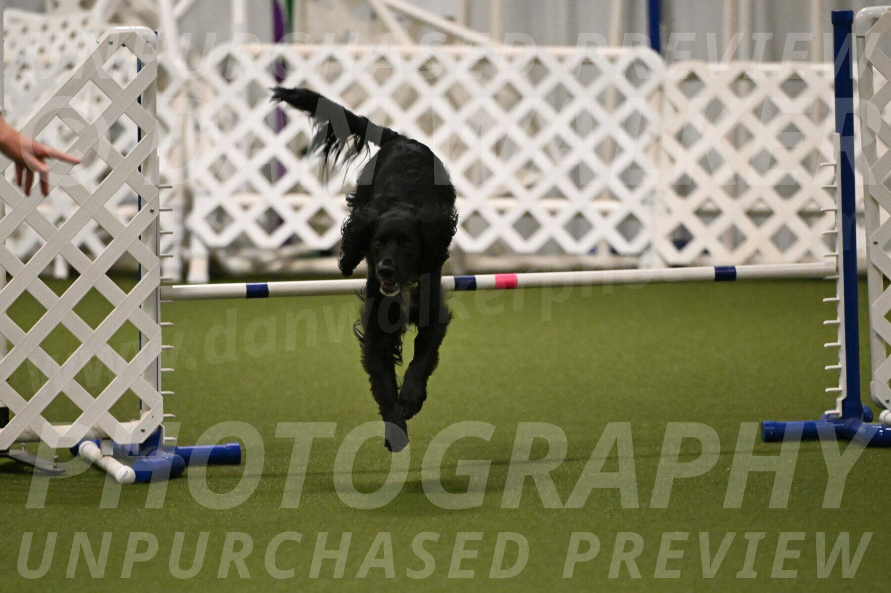 Falcon-Jessica-Murray-06237