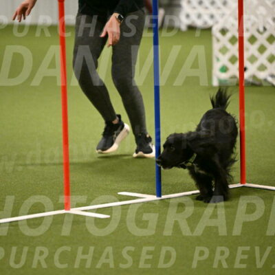 Falcon-Jessica-Murray-06238