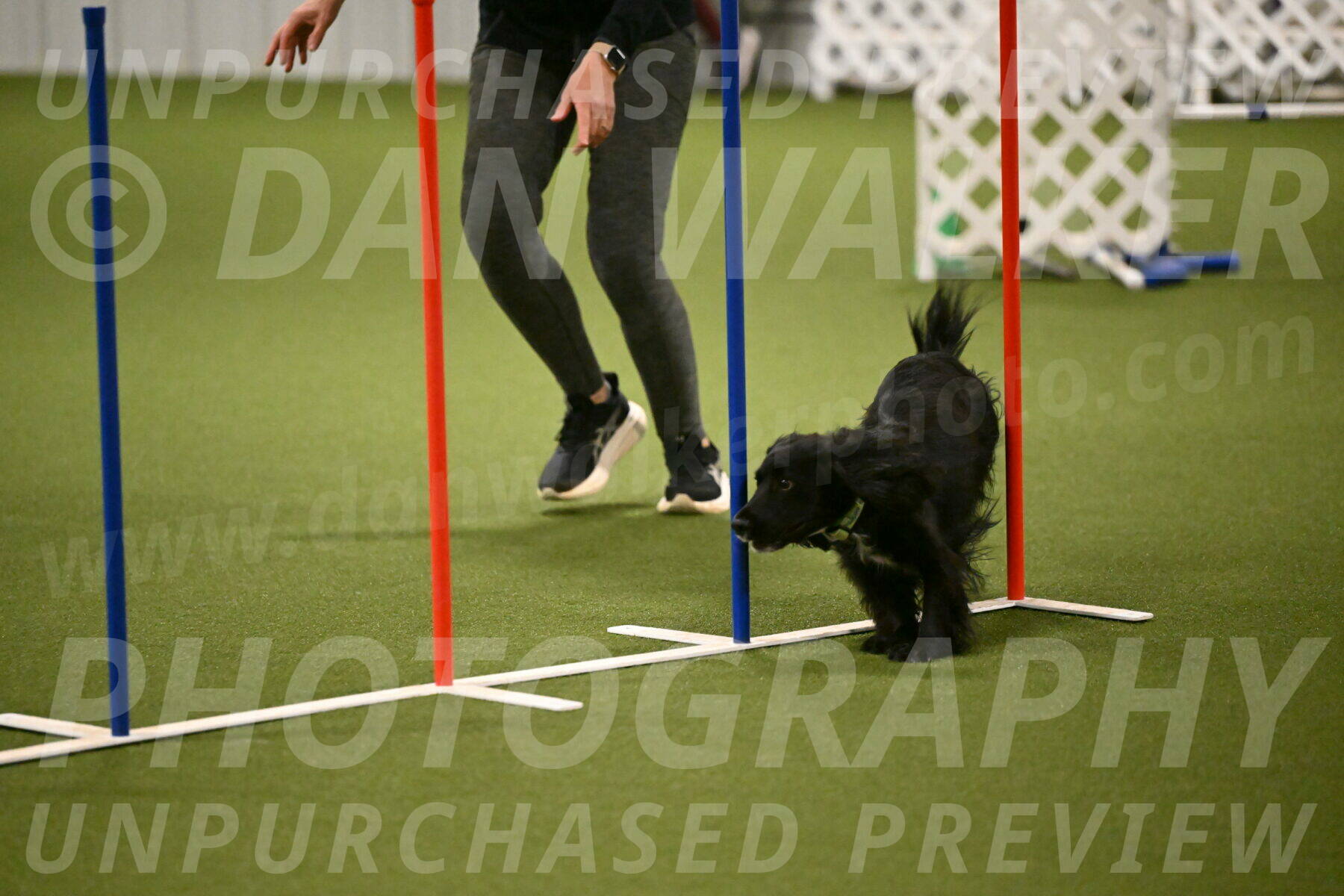 Falcon-Jessica-Murray-06238