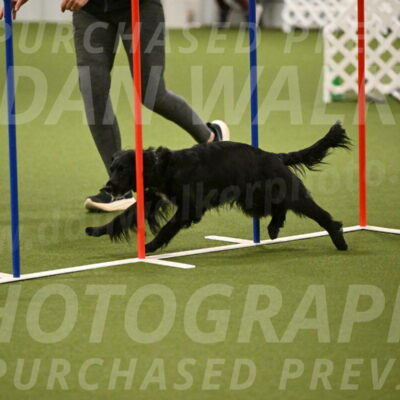 Falcon-Jessica-Murray-06239