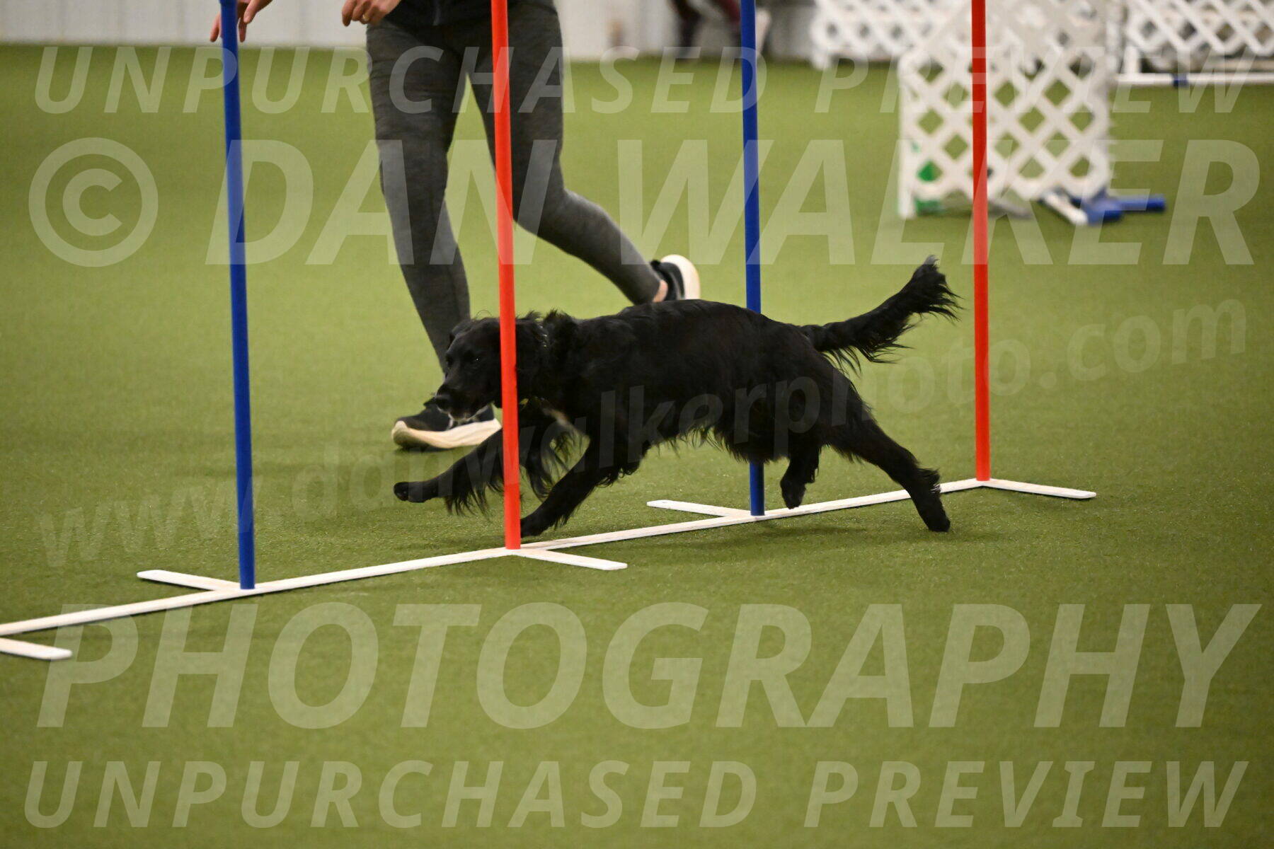 Falcon-Jessica-Murray-06239