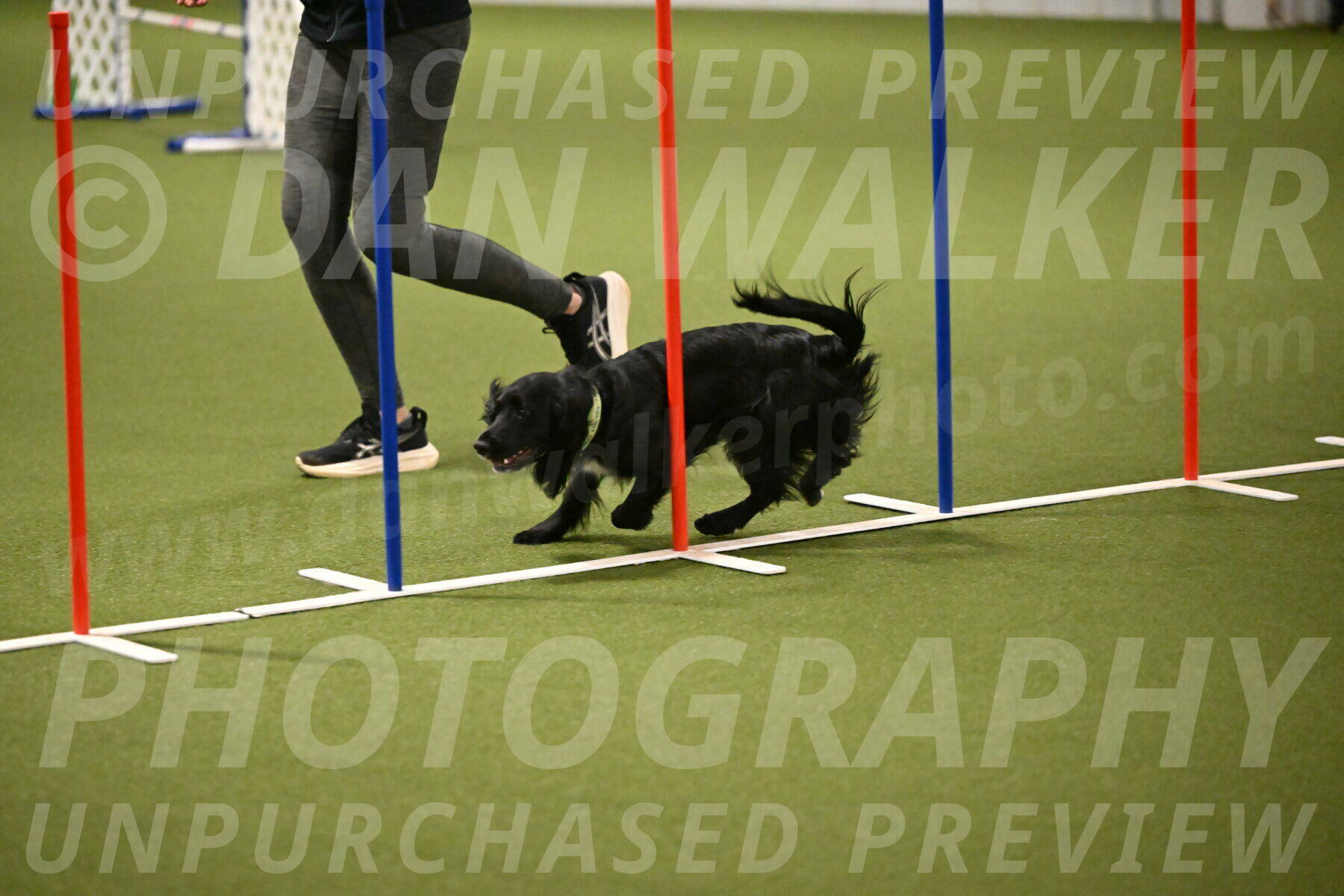 Falcon-Jessica-Murray-06240