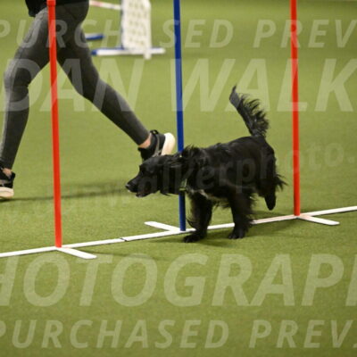 Falcon-Jessica-Murray-06241