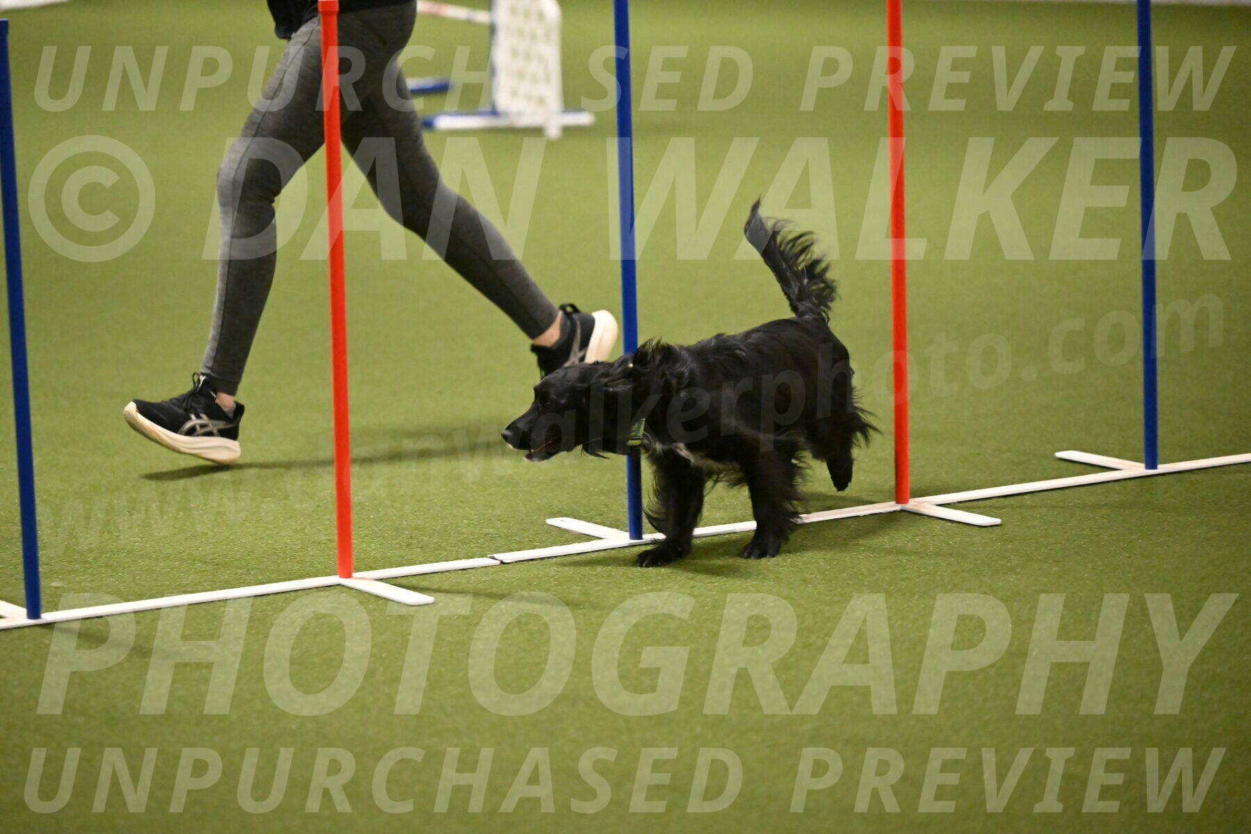 Falcon-Jessica-Murray-06241