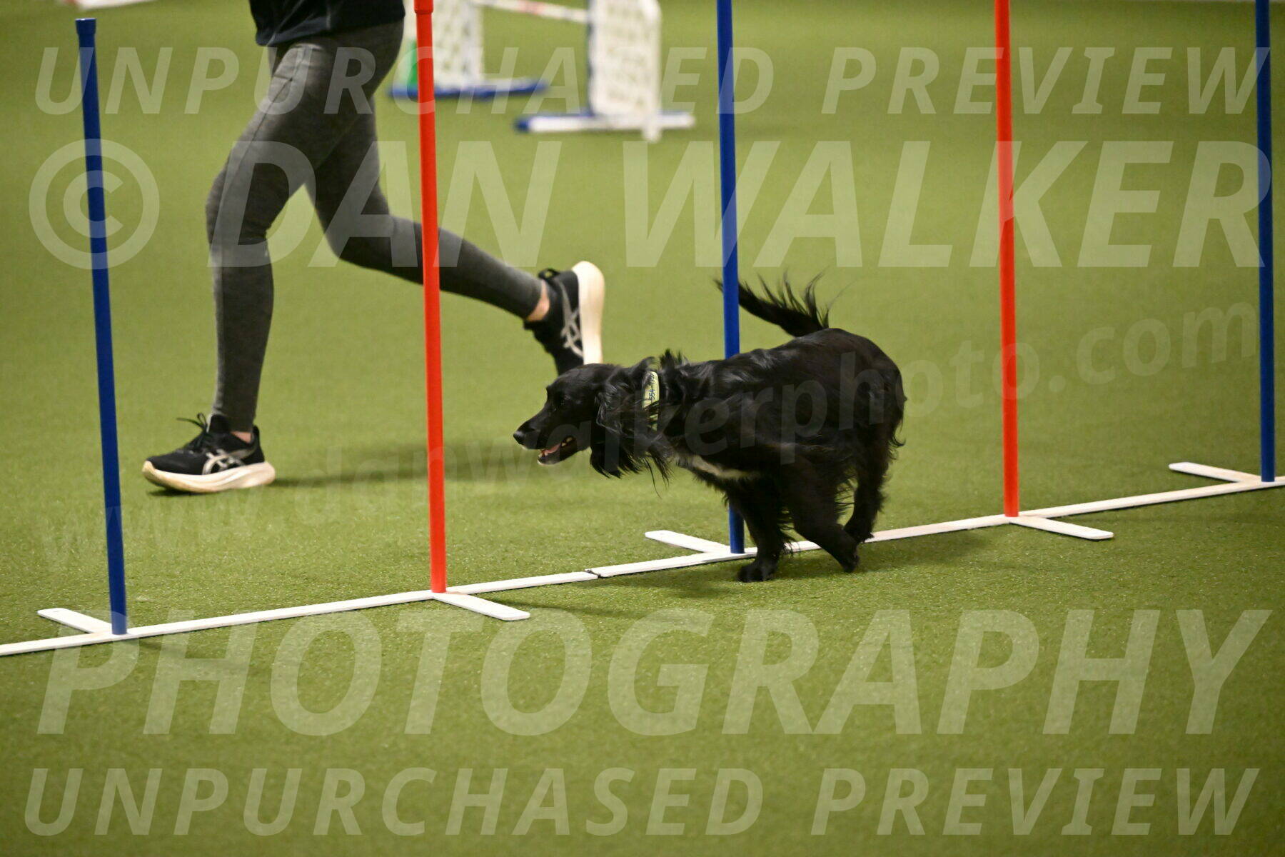 Falcon-Jessica-Murray-06242