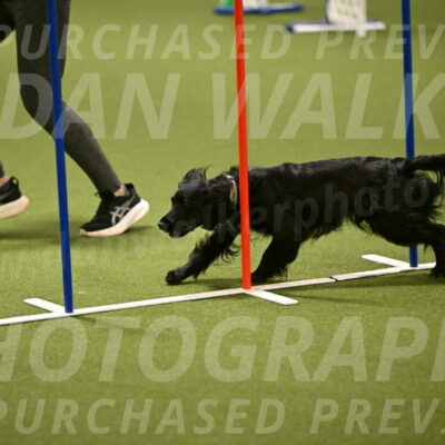 Falcon-Jessica-Murray-06243