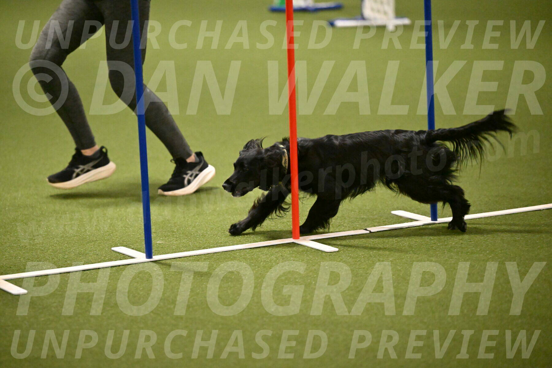 Falcon-Jessica-Murray-06243