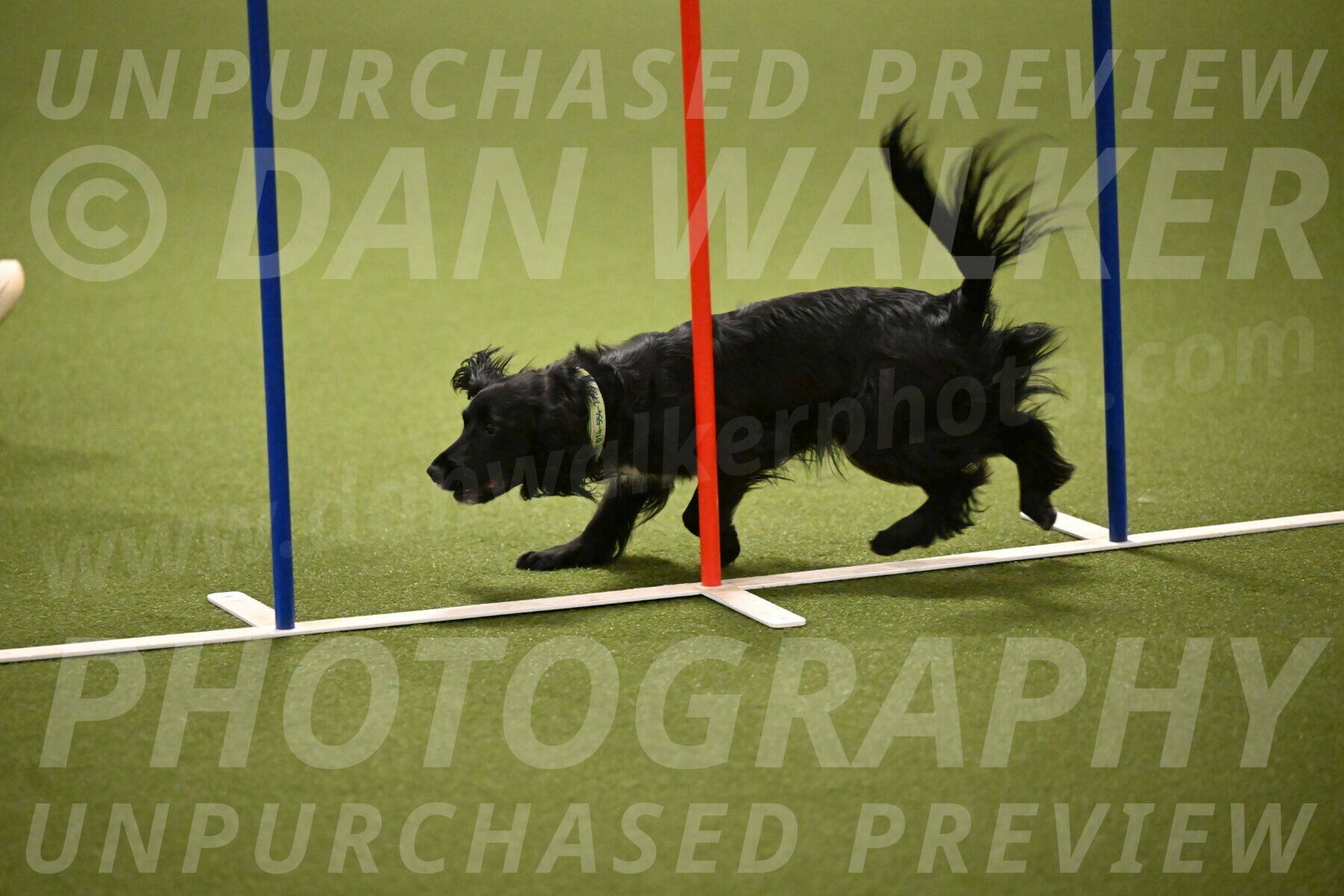 Falcon-Jessica-Murray-06244