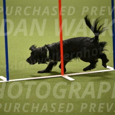 Falcon-Jessica-Murray-06244