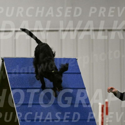 Falcon-Jessica-Murray-06245