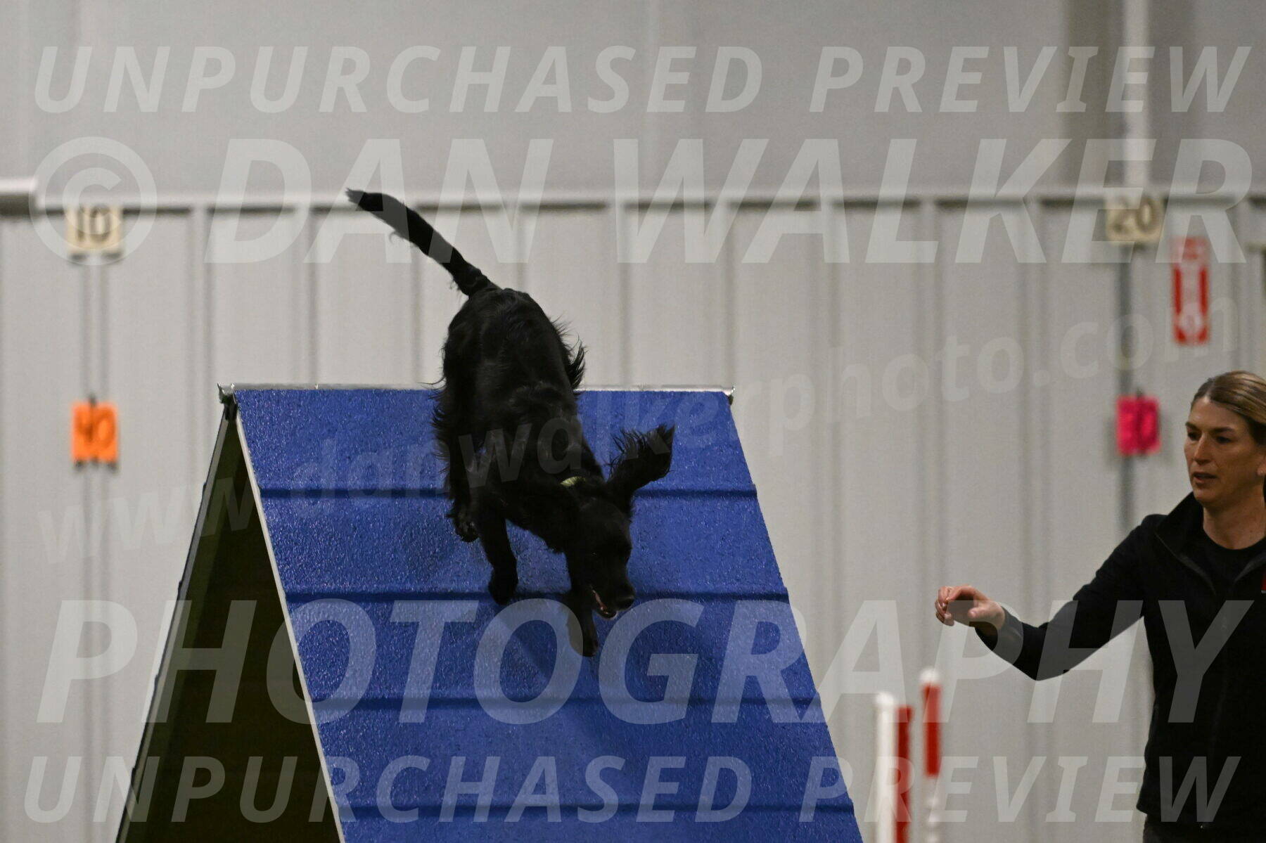 Falcon-Jessica-Murray-06245