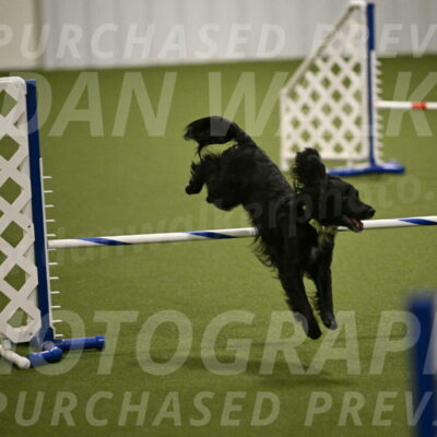 Falcon-Jessica-Murray-06246