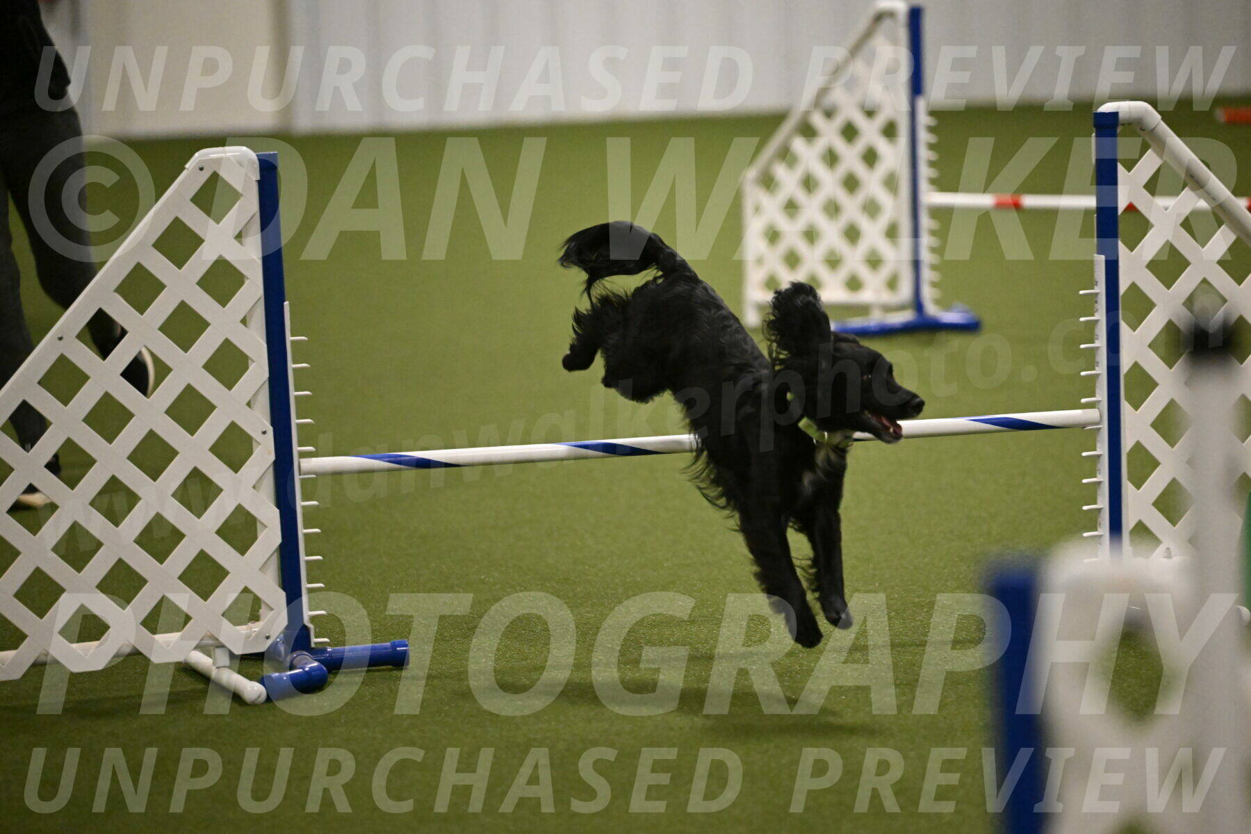 Falcon-Jessica-Murray-06246