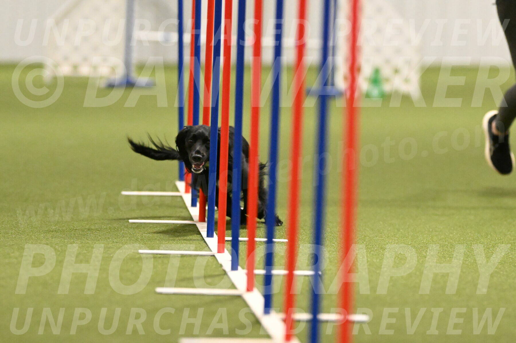 Falcon-Jessica-Murray-06250