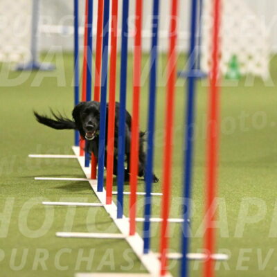 Falcon-Jessica-Murray-06250