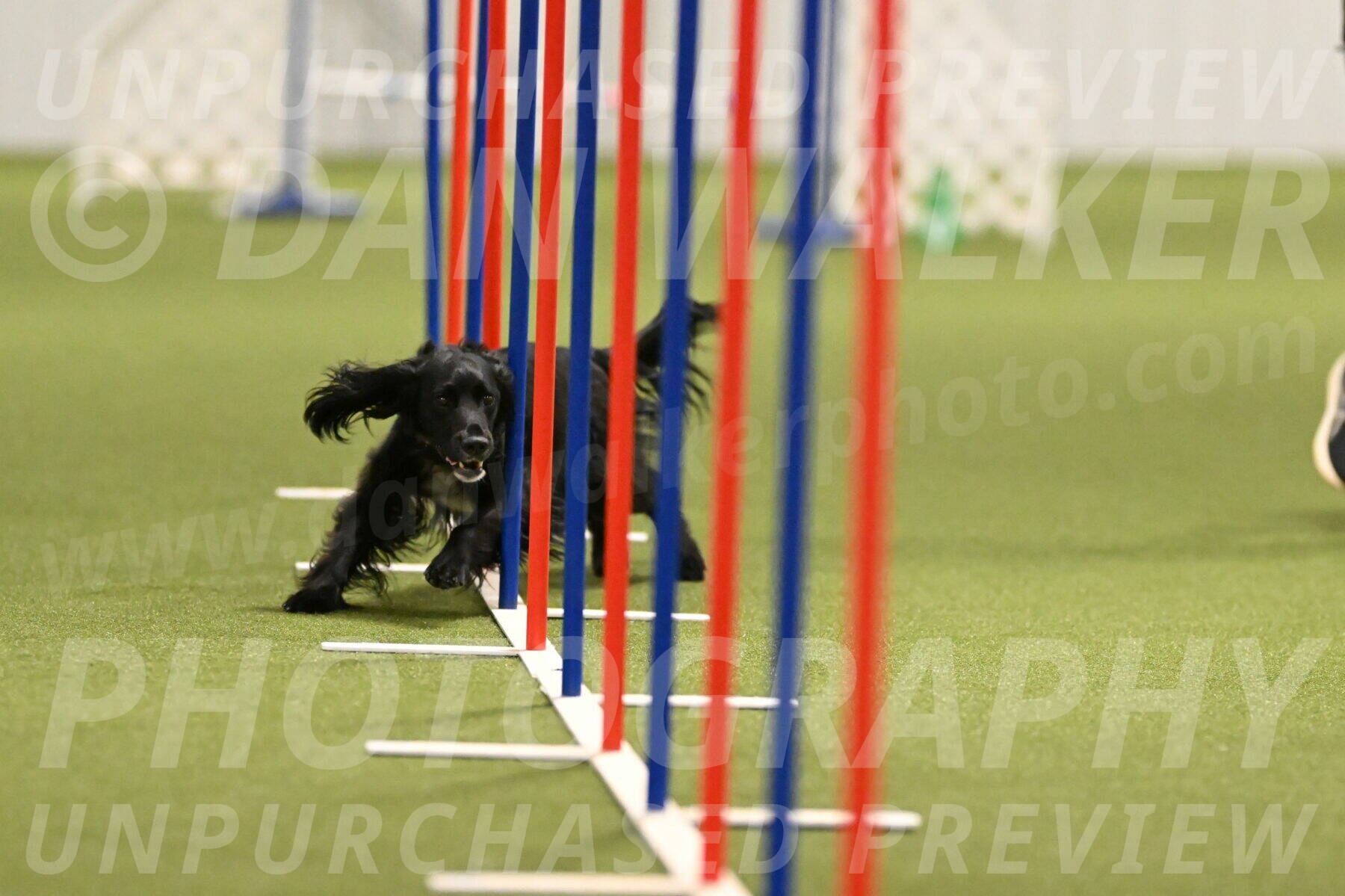 Falcon-Jessica-Murray-06251