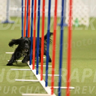 Falcon-Jessica-Murray-06251