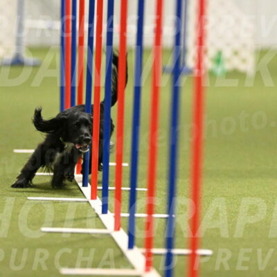 Falcon-Jessica-Murray-06252