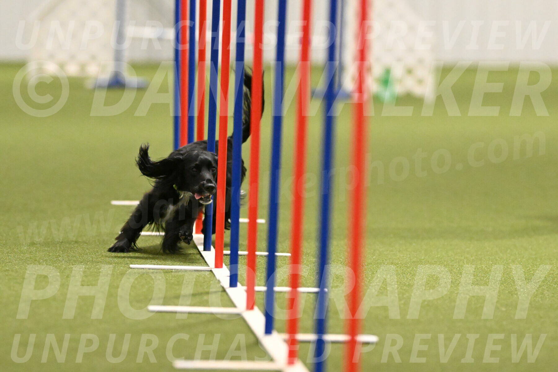 Falcon-Jessica-Murray-06252