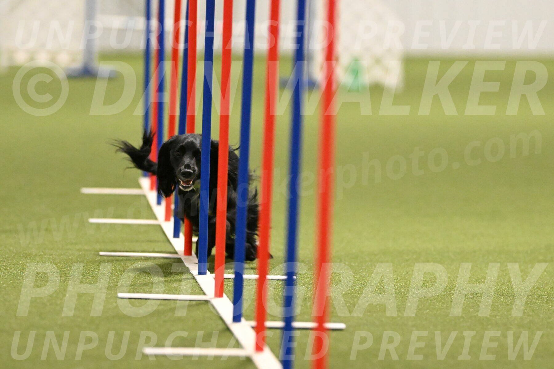 Falcon-Jessica-Murray-06253