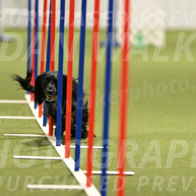 Falcon-Jessica-Murray-06253