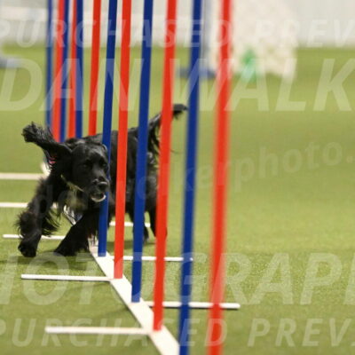 Falcon-Jessica-Murray-06254