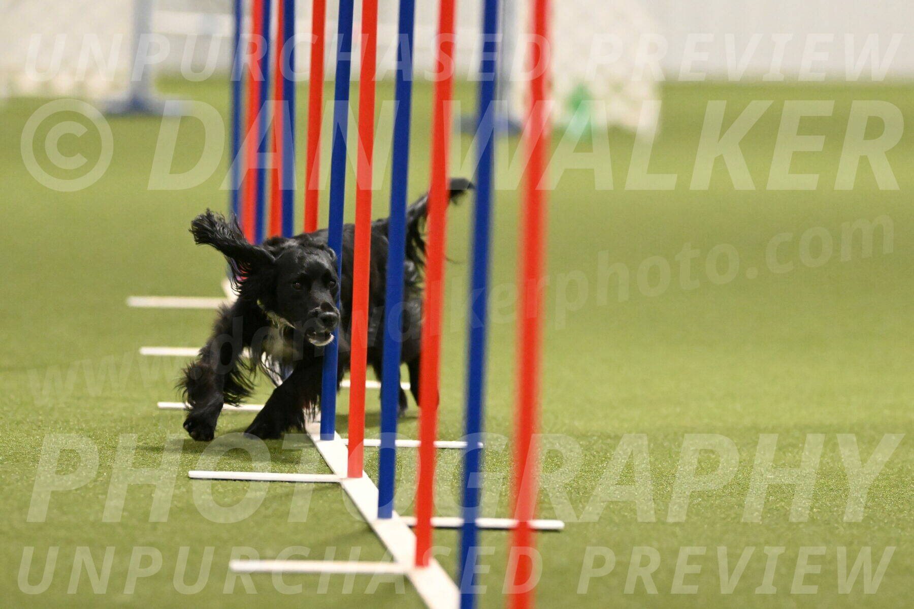 Falcon-Jessica-Murray-06254