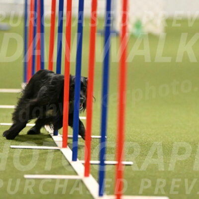 Falcon-Jessica-Murray-06255