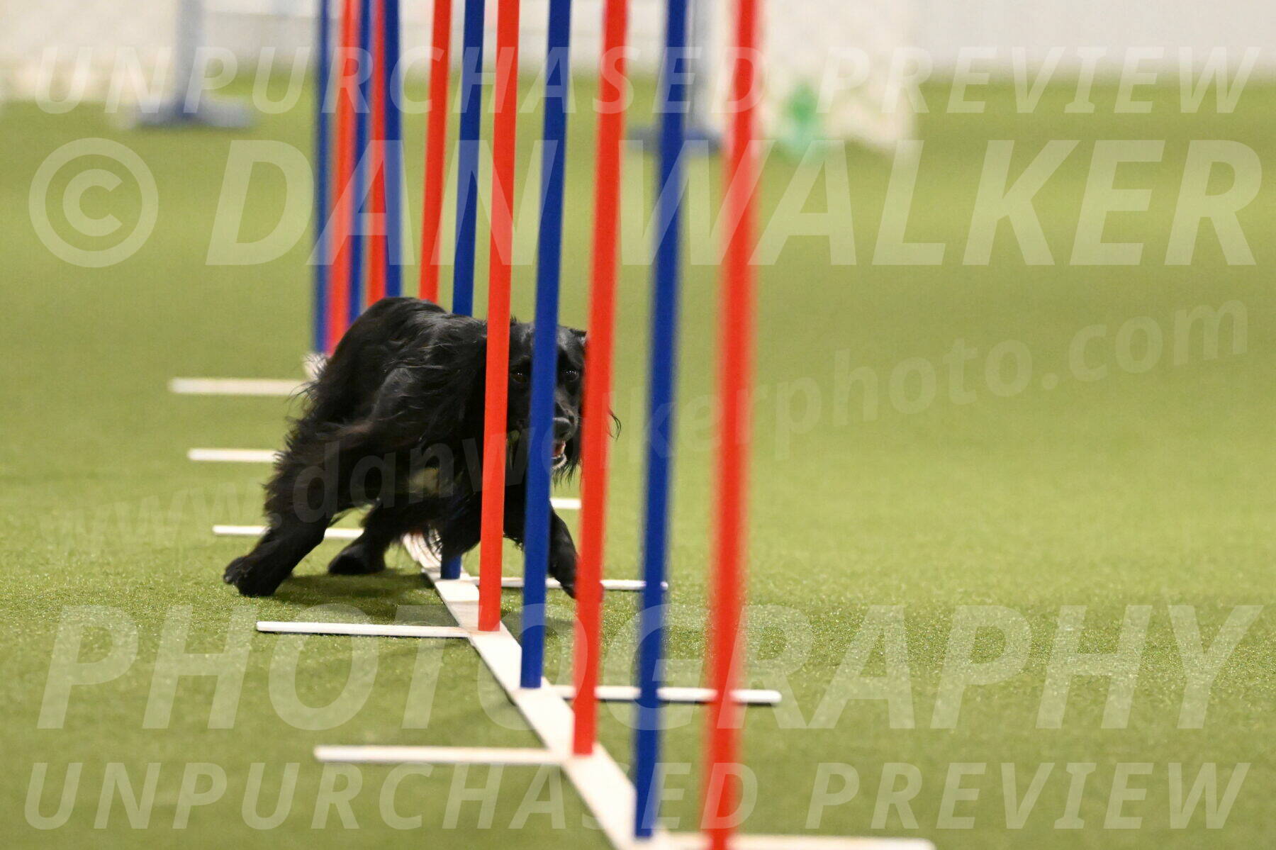 Falcon-Jessica-Murray-06255