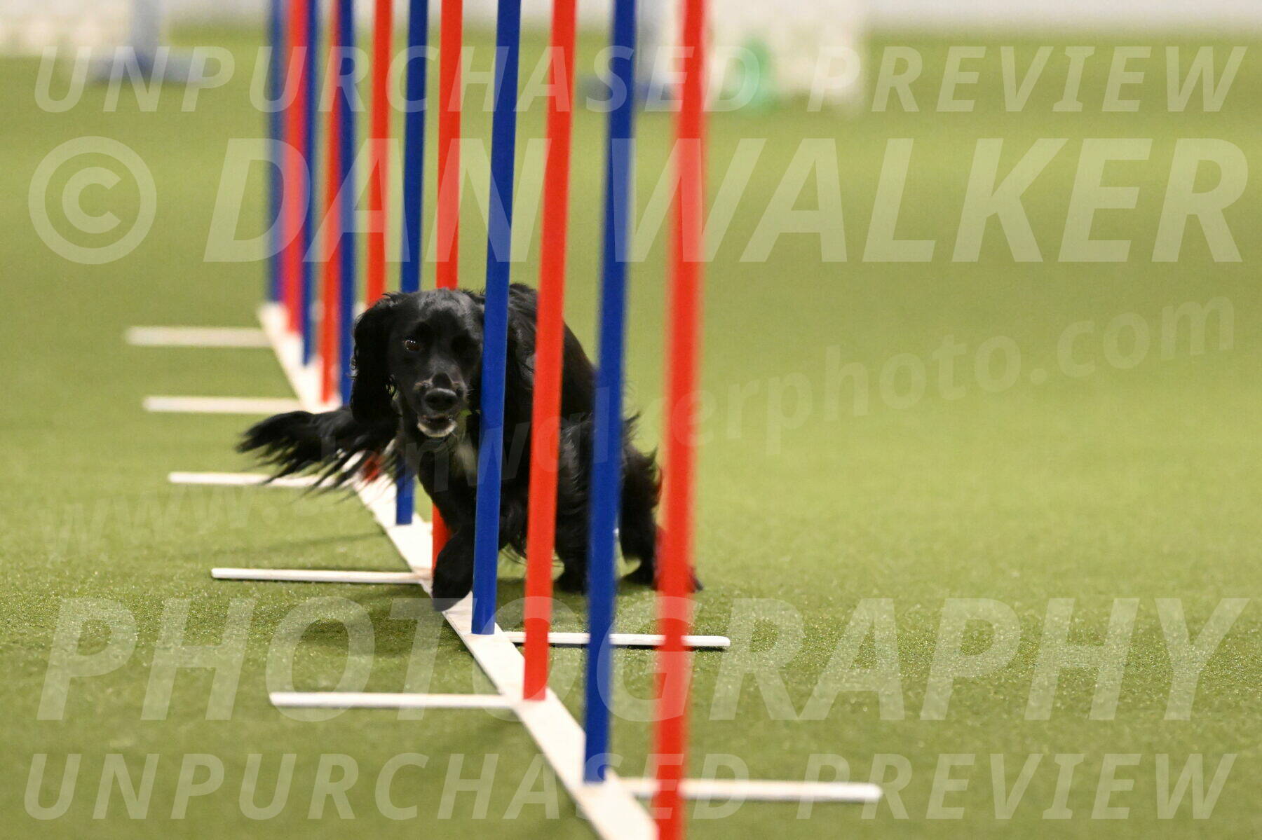 Falcon-Jessica-Murray-06256