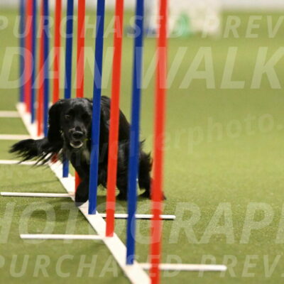 Falcon-Jessica-Murray-06256