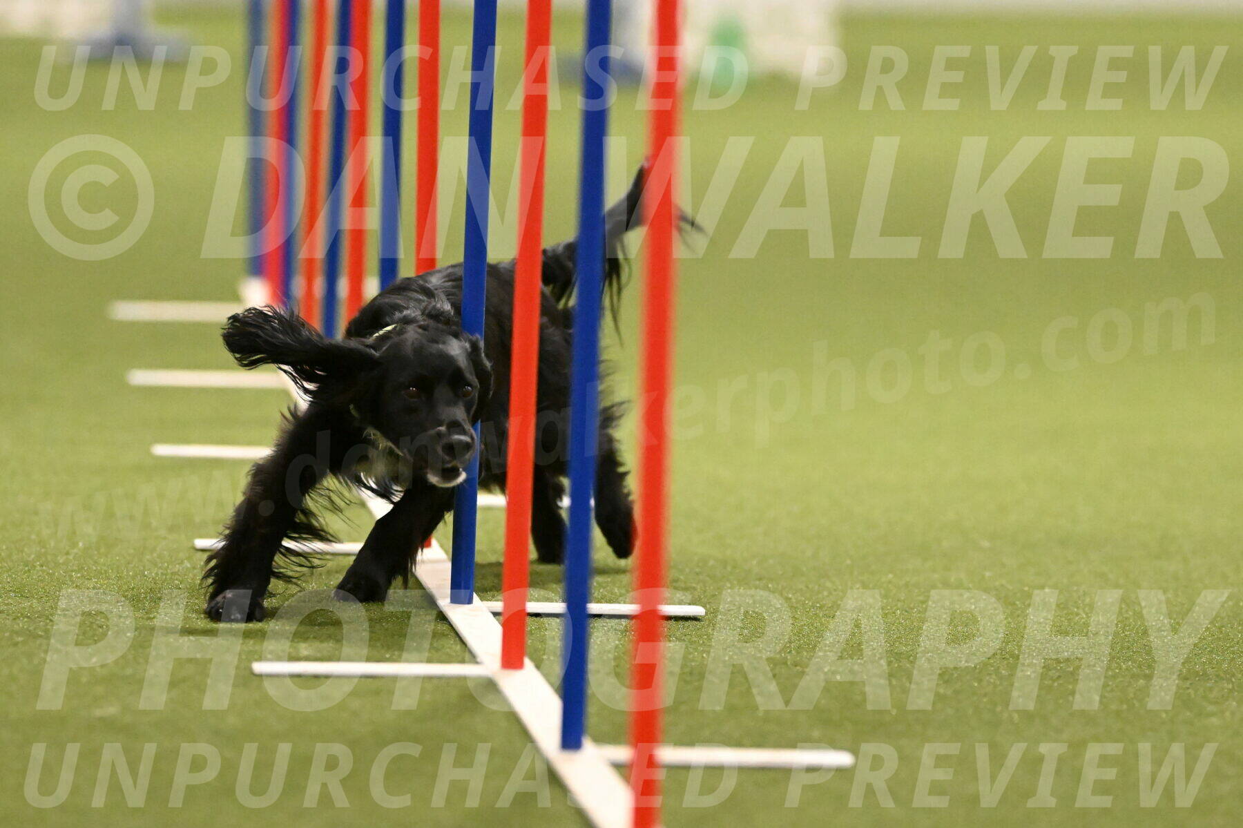 Falcon-Jessica-Murray-06257