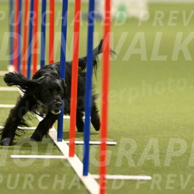 Falcon-Jessica-Murray-06257