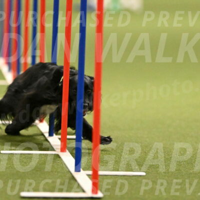 Falcon-Jessica-Murray-06258