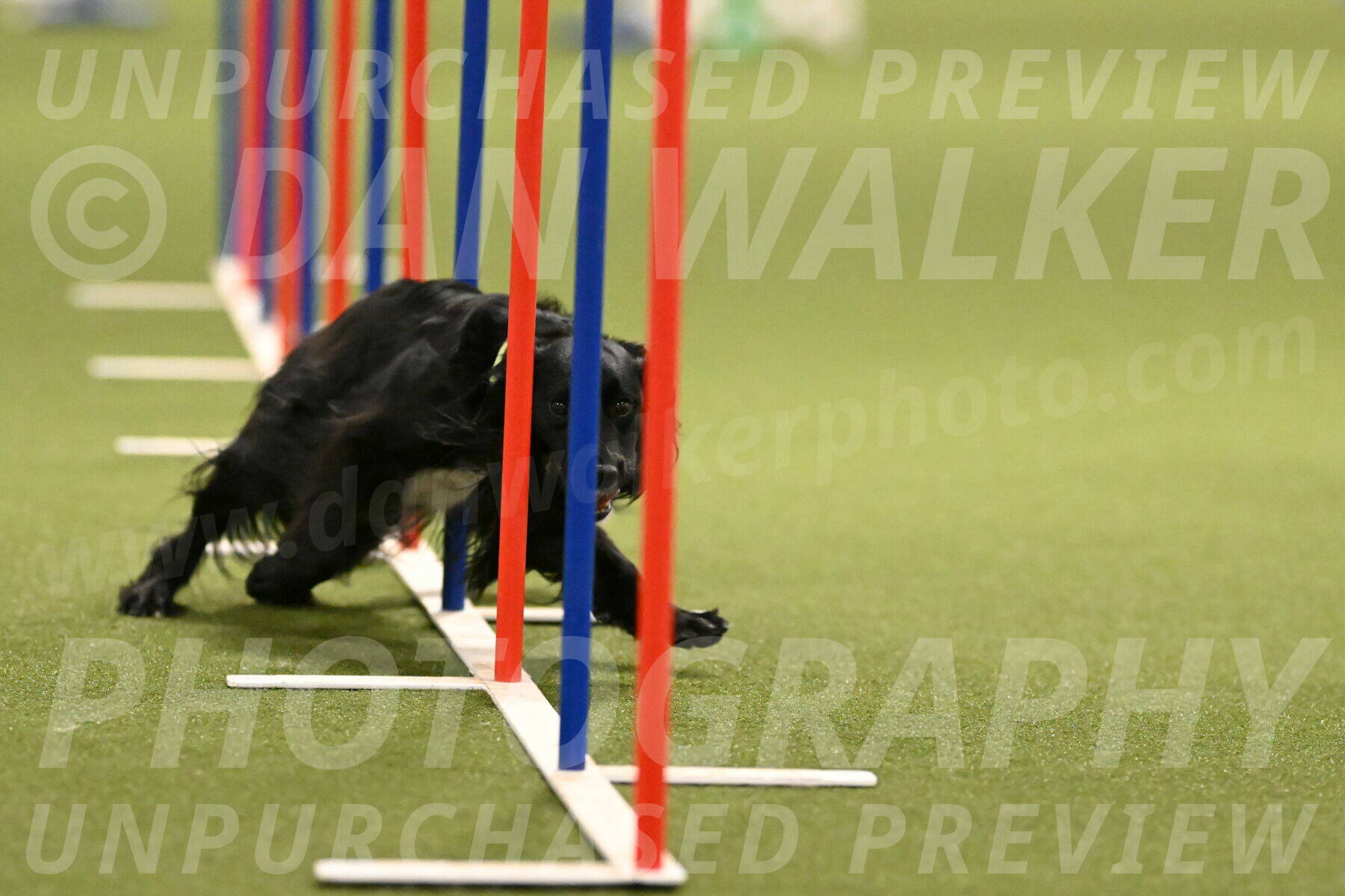 Falcon-Jessica-Murray-06258