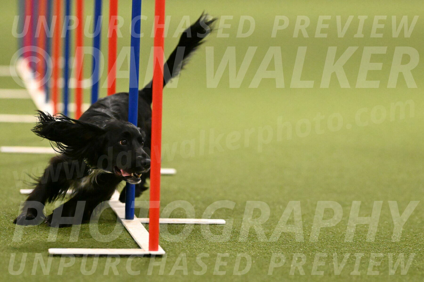 Falcon-Jessica-Murray-06259