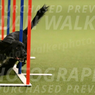 Falcon-Jessica-Murray-06259