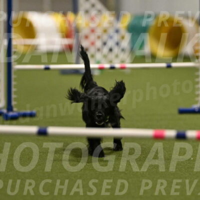 Falcon-Jessica-Murray-06260