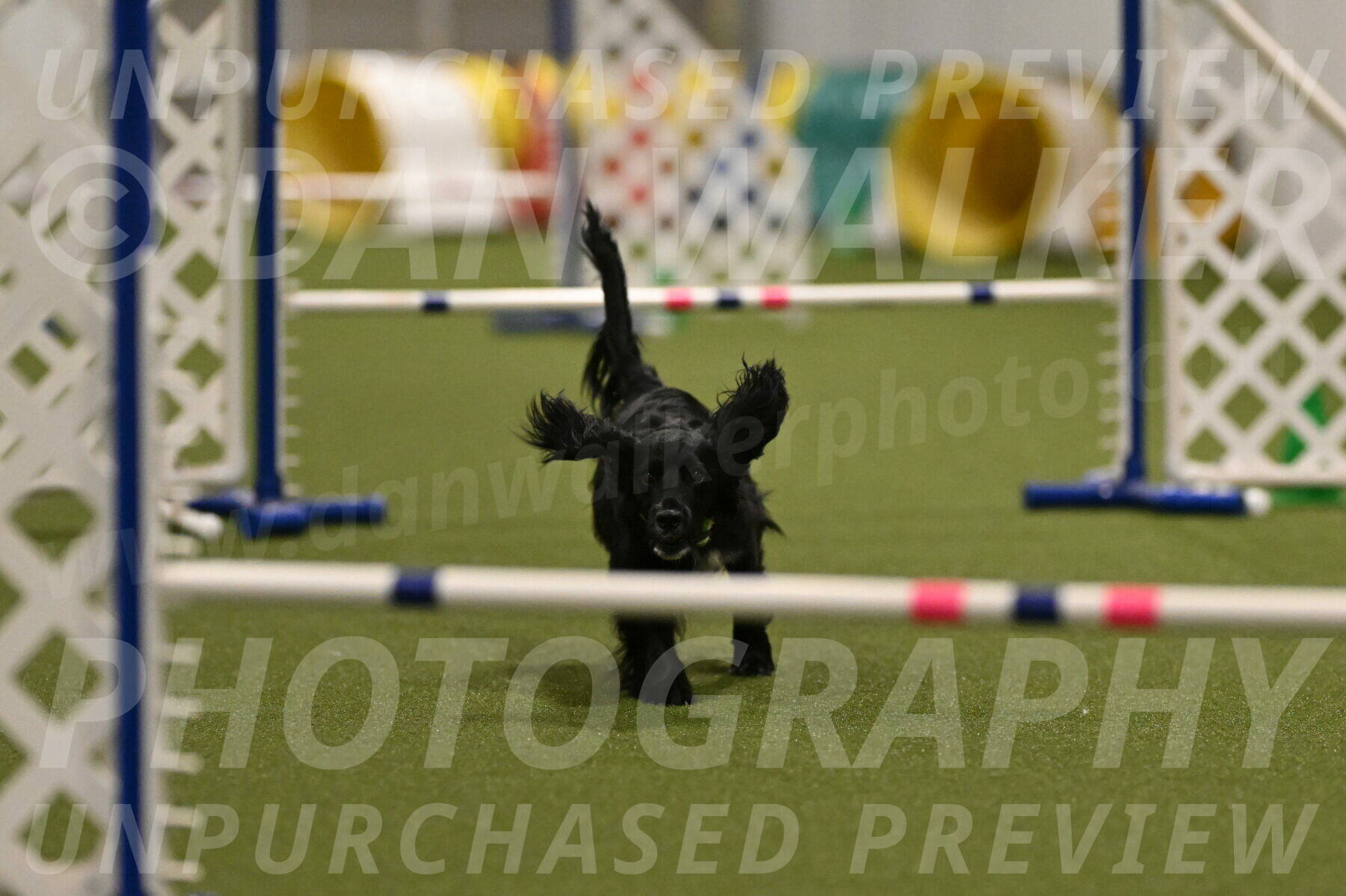 Falcon-Jessica-Murray-06260