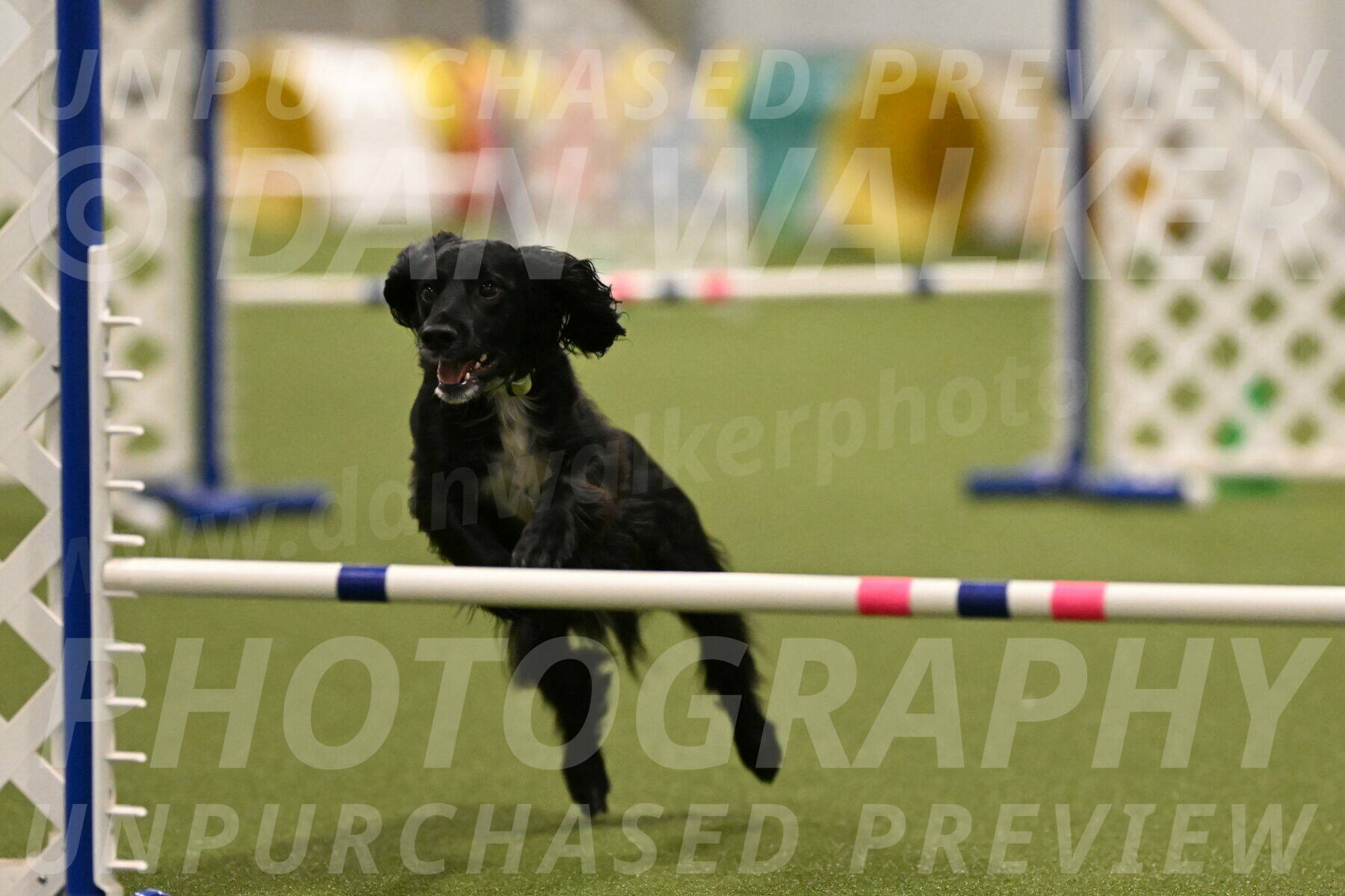 Falcon-Jessica-Murray-06261